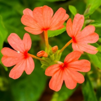 Aboli Plant - Firecracker Flower, Crossandra infundibuliformis